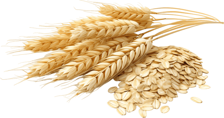 Synadentix Beta-Glucanase